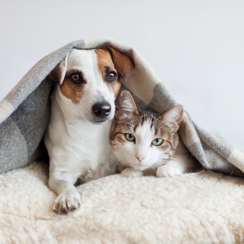 Dog and cat under a blanket